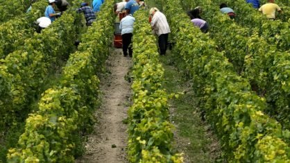 Colheita de uvas para champanhe cai na Fran&ccedil;a pelo mau tempo - ISTO&Eacute;  DINHEIRO