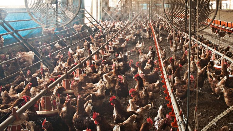 Tratamento vip: na Fazenda da Toca, 
as galinhas não comem ração e têm contato com a natureza