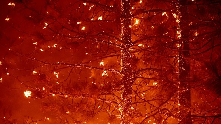 Uma floresta de pinheiros pegando fogo na Califórnia em 6 de setembro de 2018 - AFP/Arquivos
