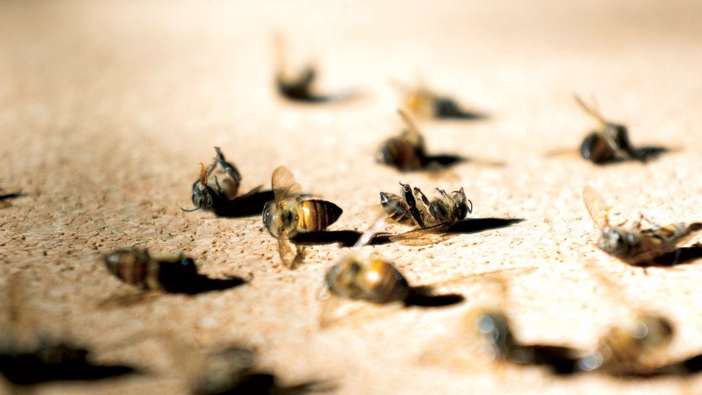 As abelhas estão sumindo (e a culpa é dos agrotóxicos)