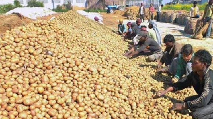 PepsiCo acusa fazendeiros de ‘plagiar’ batata usada na produção do chips Lays PepsiCo acusa fazendeiros de ‘plagiar’ batata usada na produção do chips Lays