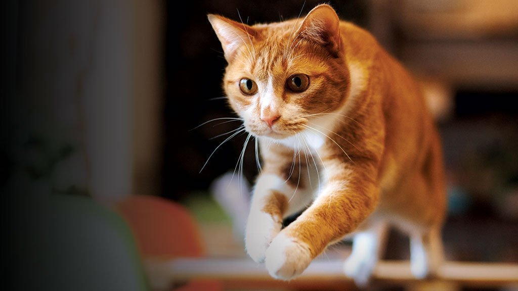 Whiskas promove adoção e castração de gatos de rua Whiskas promove adoção e castração de gatos de rua