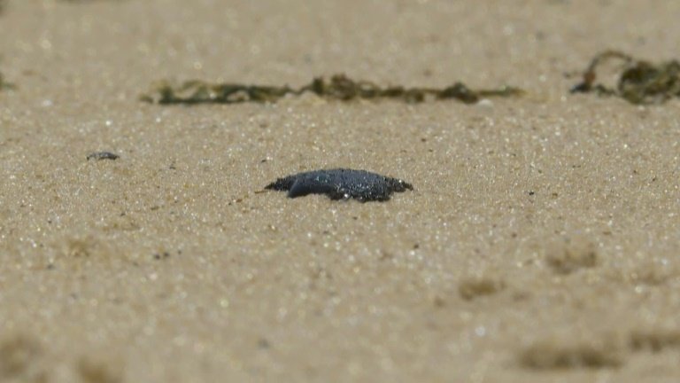 Óleo atinge local de desova de tartarugas no Espírito Santo Óleo atinge local de desova de tartarugas no Espírito Santo