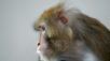 Os macacos podem transmitir a varíola aos humanos