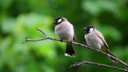 Ouvir o canto dos pássaros aumenta o nosso bem-estar