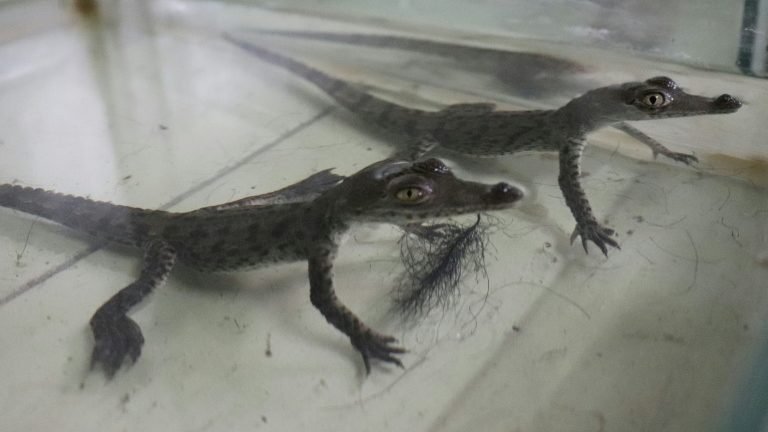 Crocodilos ameaçados de extinção nascem no zoológico do Peru Crocodilos ameaçados de extinção nascem no zoológico do Peru