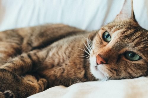 Crédito: Reprodução/Pexels Crédito: Reprodução/Pexels