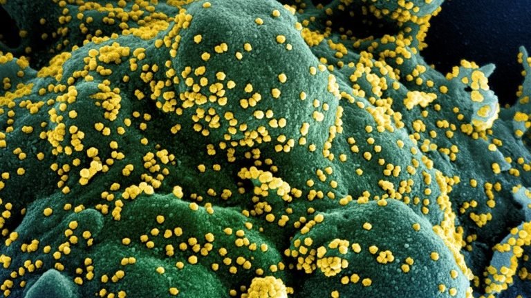 Crédito: National Institute of Allergy and Infectious Diseases/AFP/Arquivos Crédito: National Institute of Allergy and Infectious Diseases/AFP/Arquivos