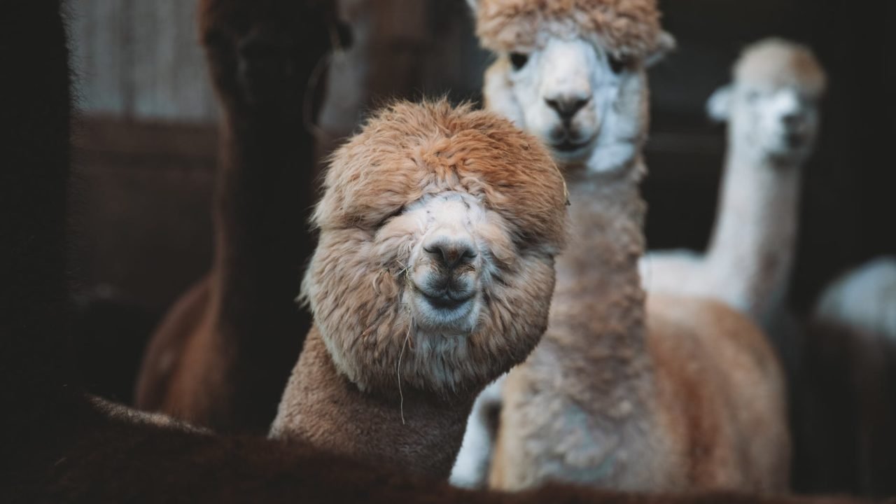 Crédito: Reprodução/Pexels Crédito: Reprodução/Pexels