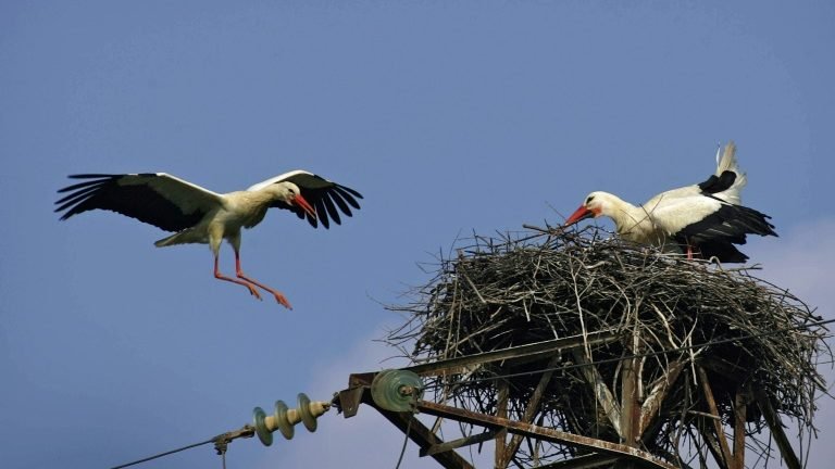 Endesa é processada na Espanha por morte de centenas de aves eletrocutadas Endesa é processada na Espanha por morte de centenas de aves eletrocutadas