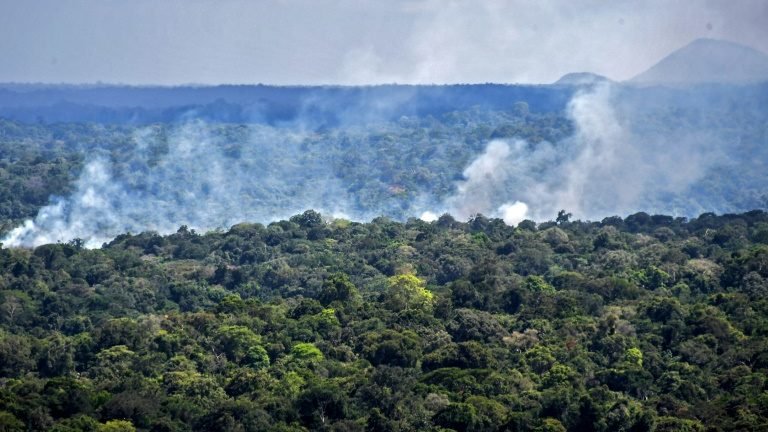 Jovens ativistas processam Brasil por ‘manobra climática’ Jovens ativistas processam Brasil por ‘manobra climática’