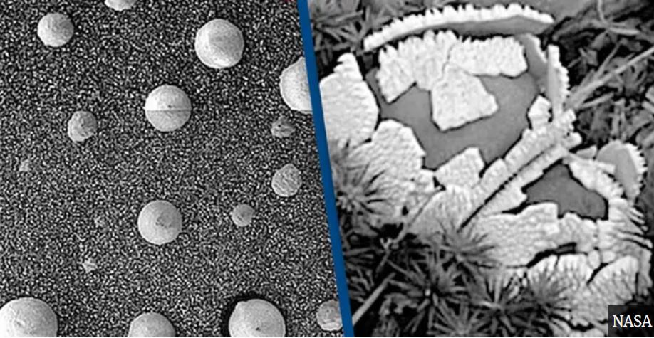 Fungos mutáveis descobertos pela NASA em Marte