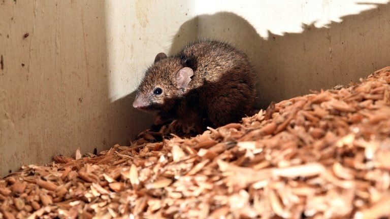 Invasão de ratos obriga evacuação de prisão na Austrália Invasão de ratos obriga evacuação de prisão na Austrália