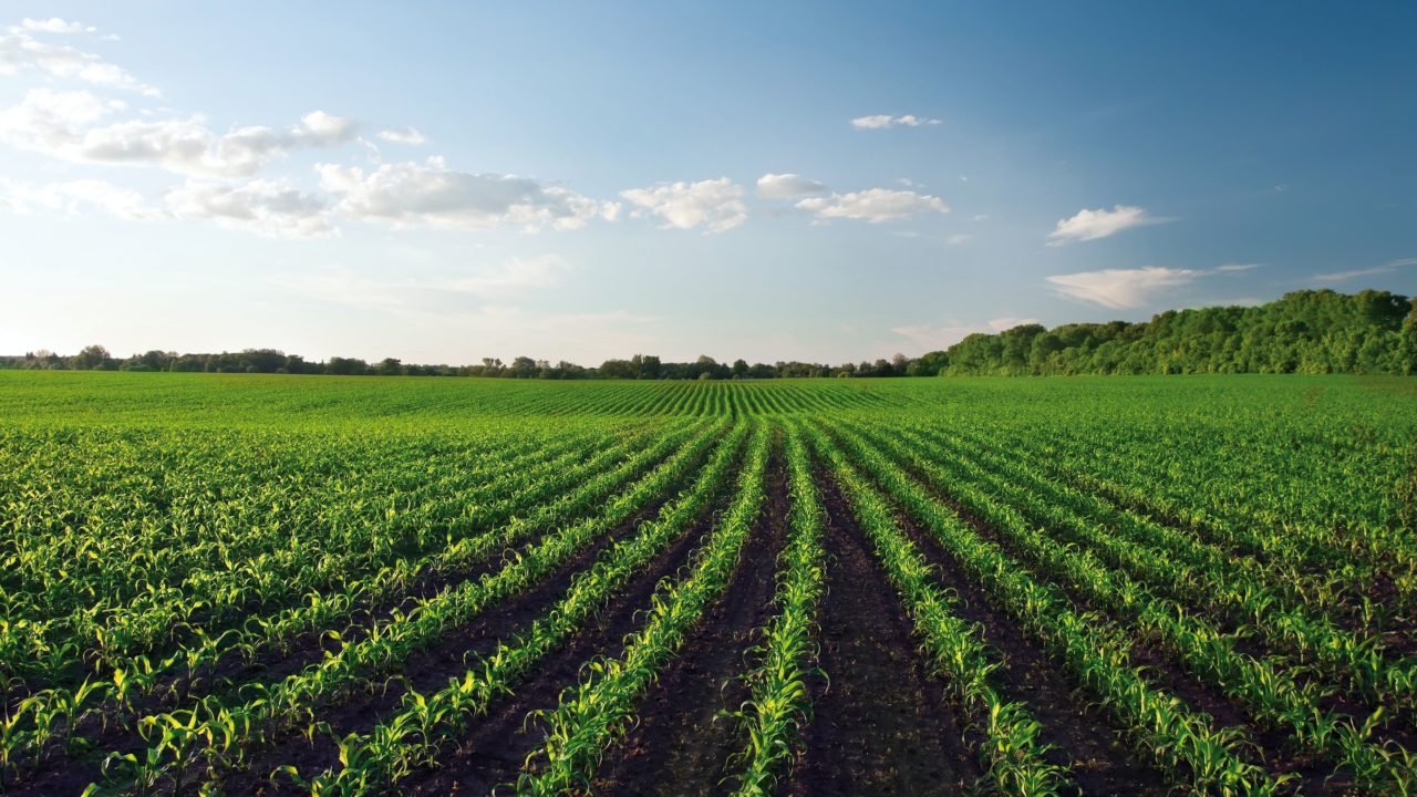 Crédito: Divulgação Syngenta Crédito: Divulgação Syngenta