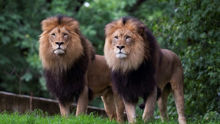 Leões e tigres são diagnosticados com covid em zoológico de Washington Leões e tigres são diagnosticados com covid em zoológico de Washington