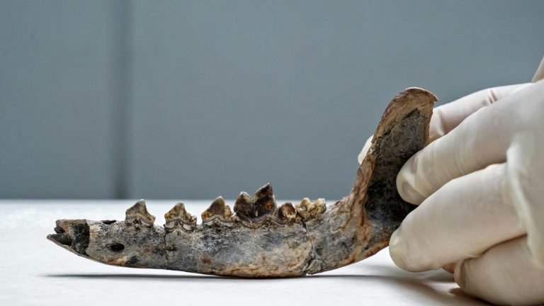 Cães e humanos podem ter habitado a América Central há 12.000 anos Cães e humanos podem ter habitado a América Central há 12.000 anos