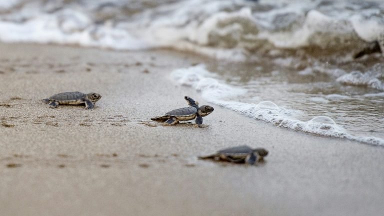 Tartarugas recém-nascidas fazem percurso breve e perigoso até o oceano no Panamá Tartarugas recém-nascidas fazem percurso breve e perigoso até o oceano no Panamá