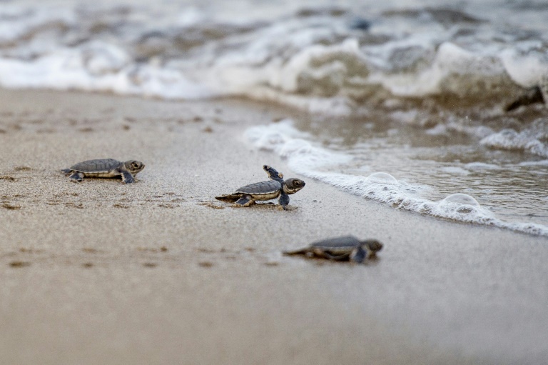 Tartarugas recém-nascidas fazem percurso breve e perigoso até o oceano no  Panamá - ISTOÉ DINHEIRO