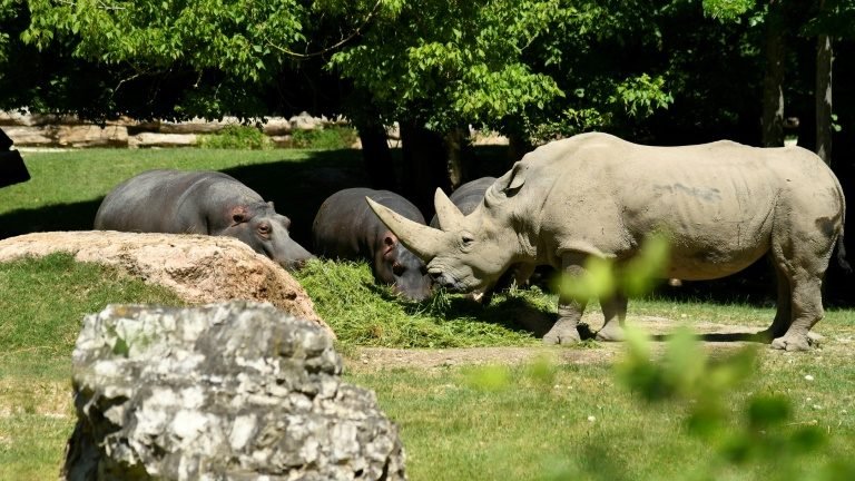 Crédito: Parco Natura Viva/AFP Crédito: Parco Natura Viva/AFP