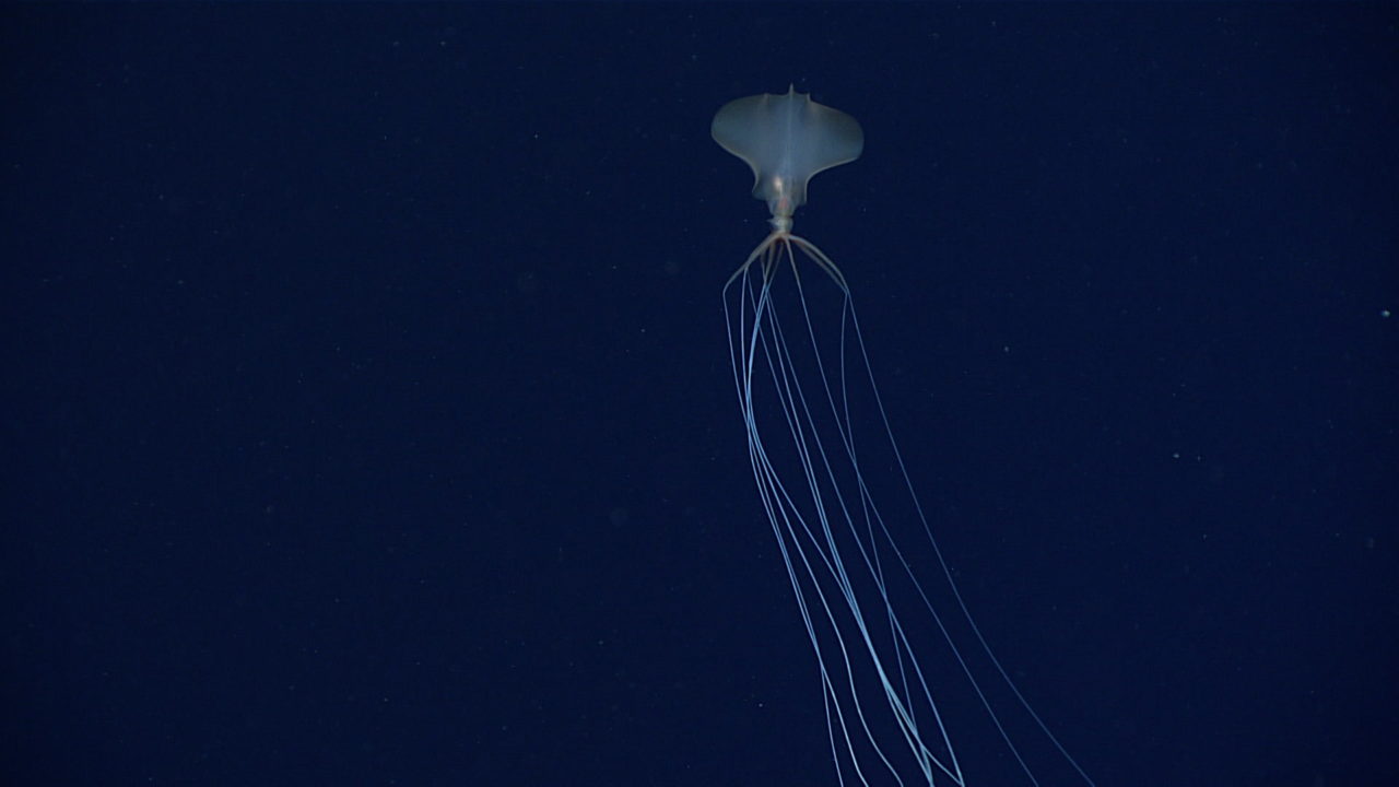 Calamar gigante descubierto por investigadores en los Estados Unidos;  ver un video