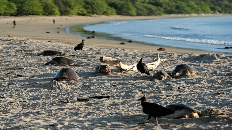 Tartarugas-olivas (Lepidochelys olivacea) chegam para desovar na praia do Refúgio de Vida Selvagem La Flor em San Juan del Sur, Nicarágua, em 5 de dezembro de 2021 - AFP