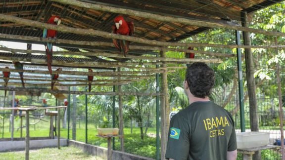 Concurso do Ibama tem 586 vagas: veja dicas e como se preparar para prova Concurso do Ibama tem 586 vagas: veja dicas e como se preparar para prova