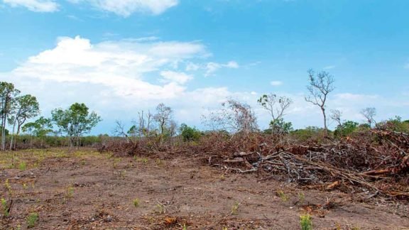 O Cerrado também desmatado O Cerrado também desmatado