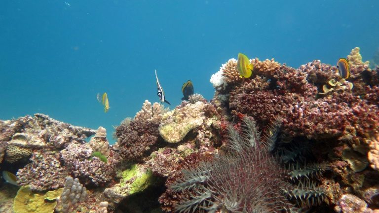 Austrália anuncia US$ 700 milhões para proteger a Grande Barreira de Corais