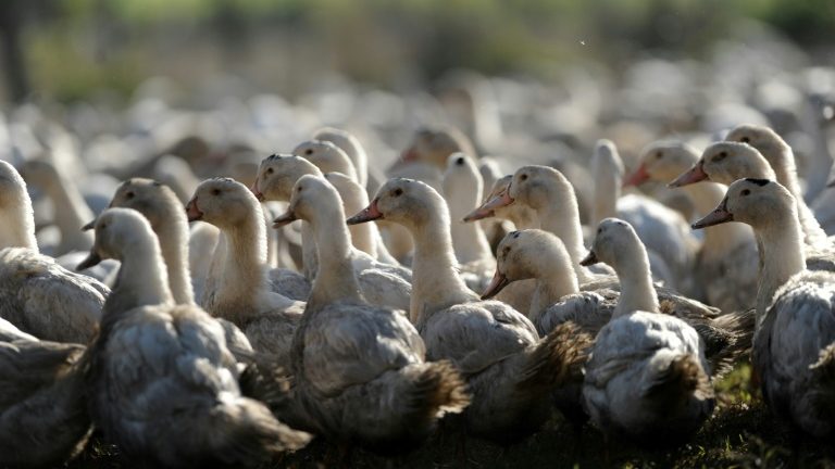Criadouros na Europa registram quase mil surtos de gripe aviária