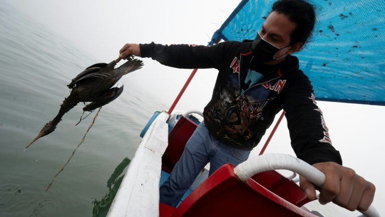 Zoológico cuida de aves marinhas resgatadas no Peru após derramamento de óleo Zoológico cuida de aves marinhas resgatadas no Peru após derramamento de óleo