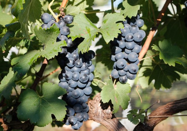 Cachos de uva Syrah
