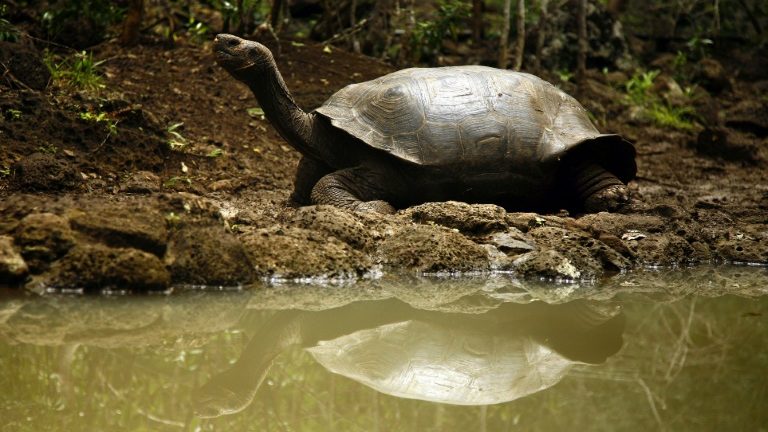 Estudo de DNA revela nova espécie de tartaruga gigante em Galápagos