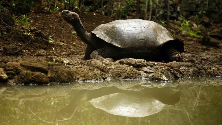 Estudo de DNA revela nova espécie de tartaruga gigante em Galápagos Estudo de DNA revela nova espécie de tartaruga gigante em Galápagos