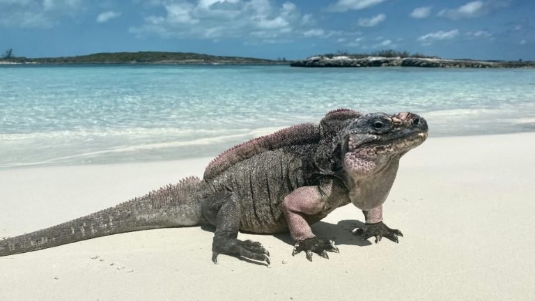 Não alimentem as iguanas! Pode causar diabetes Não alimentem as iguanas! Pode causar diabetes