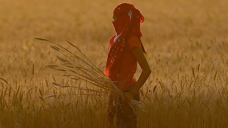 Embargo indiano e a ameaça de seca disparam o preço do trigo
