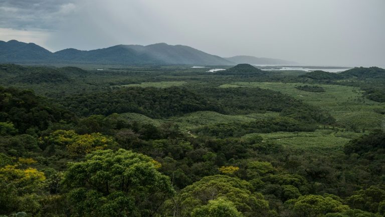 Desmatamento dispara na Mata Atlântica brasileira, diz ONG