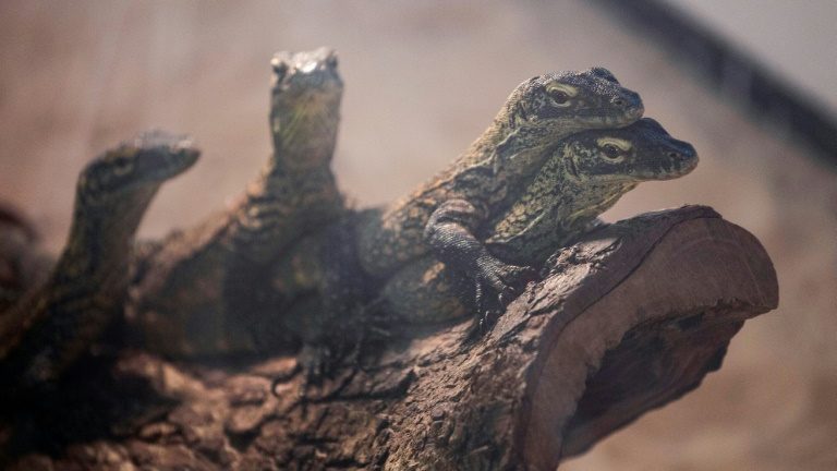 Para salvar espécie, zoológico indonésio cria dezenas de dragões-de-komodo