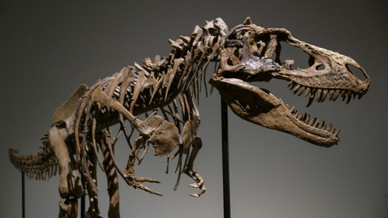 Esqueleto de Gorgosaurus, de 3 metros de altura e 6,7 de largura, na Sotheby’s em New York, em 5 de julho de 2022 - AFP