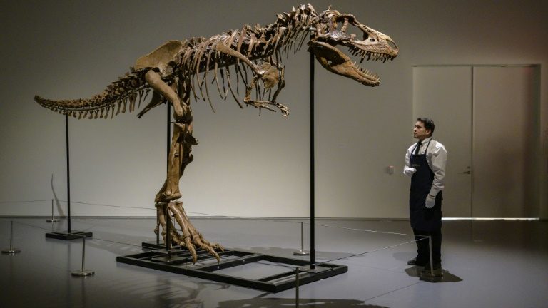 Esqueleto de Gorgosaurus, de 3 metros de altura e 6,7 de largura, na Sotheby’s em New York, em 5 de julho de 2022 - AFP