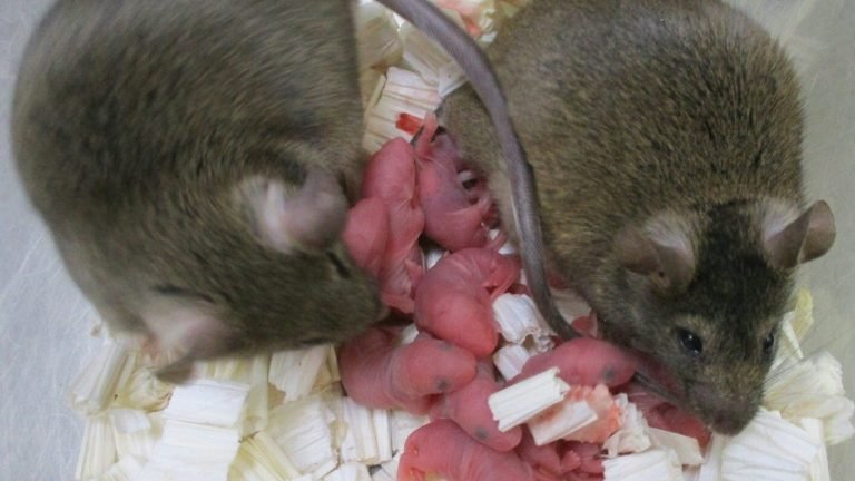 Ratos liofilizados, uma nova técnica para conservar as espécies Ratos liofilizados, uma nova técnica para conservar as espécies