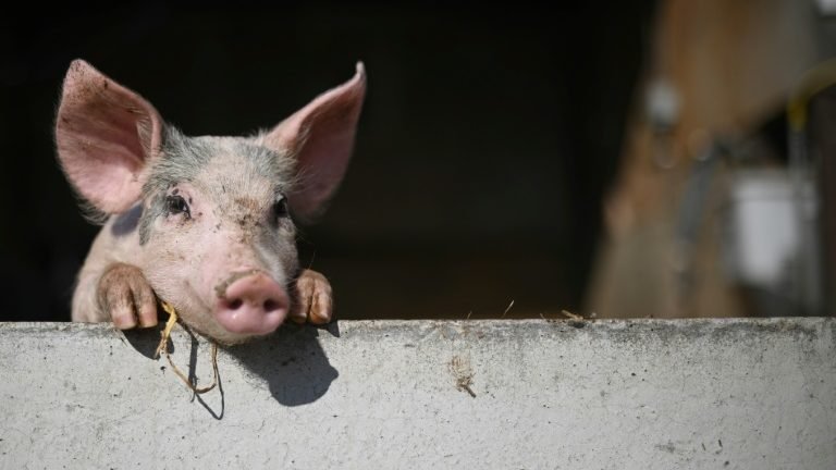 Células e órgãos de porcos mortos ‘revivem’ durante algumas horas Células e órgãos de porcos mortos ‘revivem’ durante algumas horas