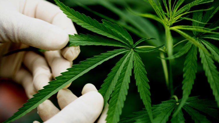 Especialistas apontam pr&oacute;s e contras do uso da Cannabis medicinal