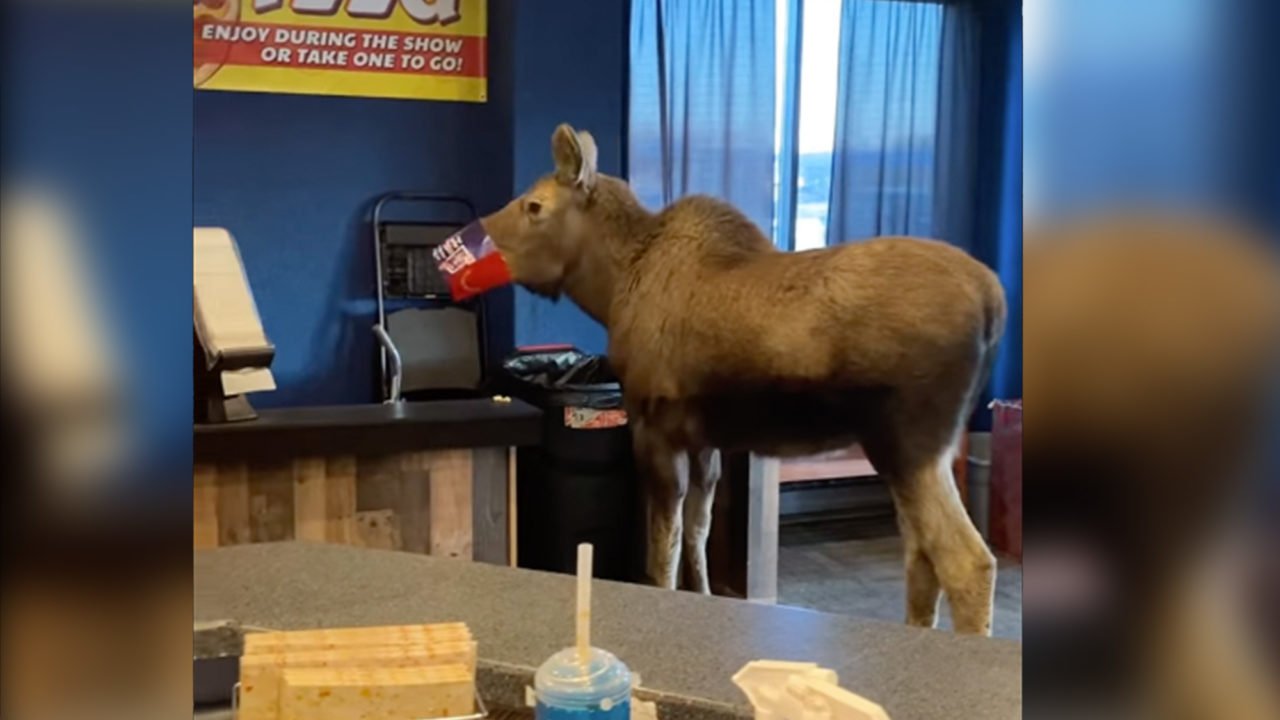 Uninvited moose breaks into an Alaskan movie theater and eats popcorn