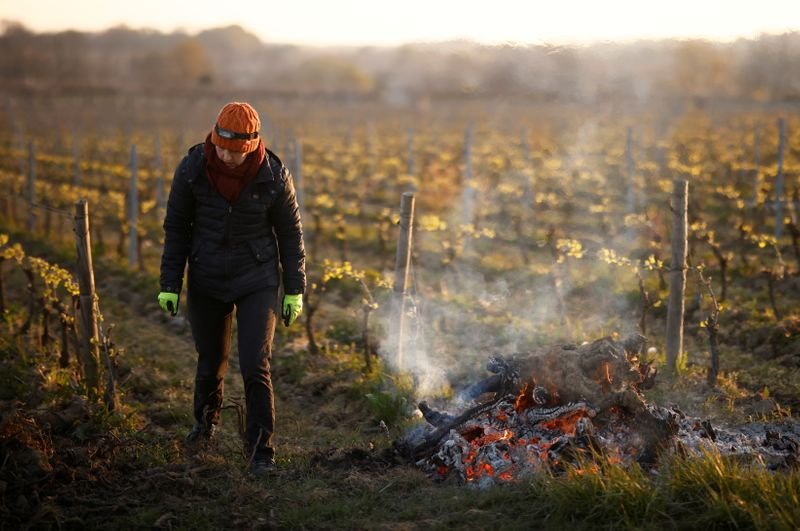 Preocupação com safra de grãos da França aumenta após geadas, diz FranceAgriMer Preocupação com safra de grãos da França aumenta após geadas, diz FranceAgriMer