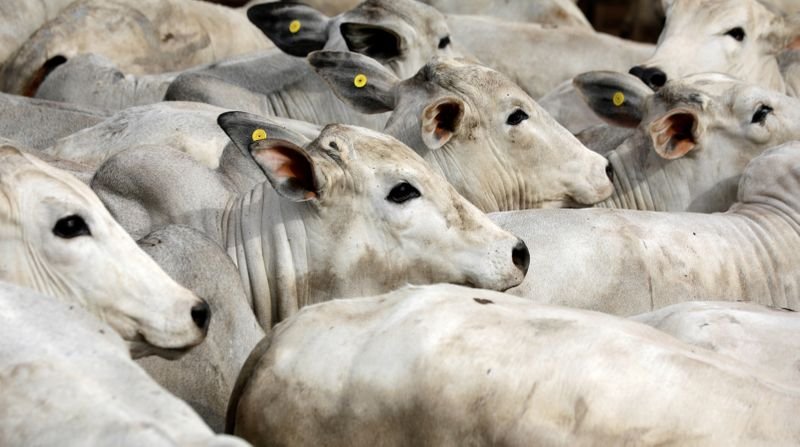 ENFOQUE-Alta do boi garante fluxo em confinamentos apesar de custo do milho ENFOQUE-Alta do boi garante fluxo em confinamentos apesar de custo do milho