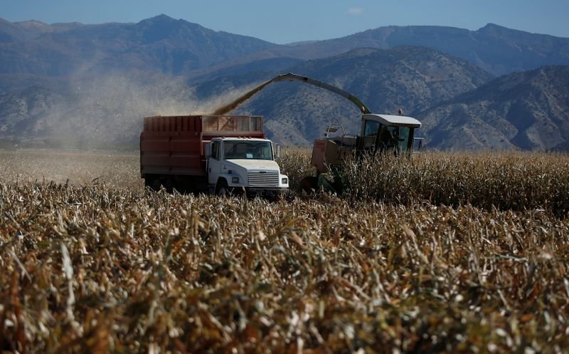 Colheita de grãos 2021 da Ucrânia chega a 8,6%, com produção de 5,5 mi t Colheita de grãos 2021 da Ucrânia chega a 8,6%, com produção de 5,5 mi t
