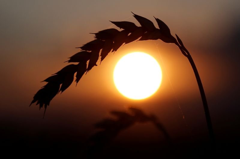 Trigo avança com persistência de seca; soja recua Trigo avança com persistência de seca; soja recua