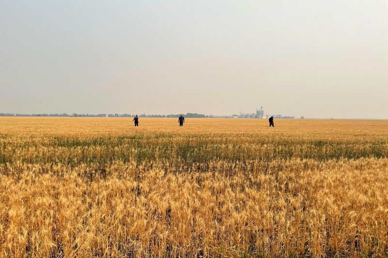 Trigo atinge máxima de 2 semanas em Chicago com forte demanda mundial Trigo atinge máxima de 2 semanas em Chicago com forte demanda mundial
