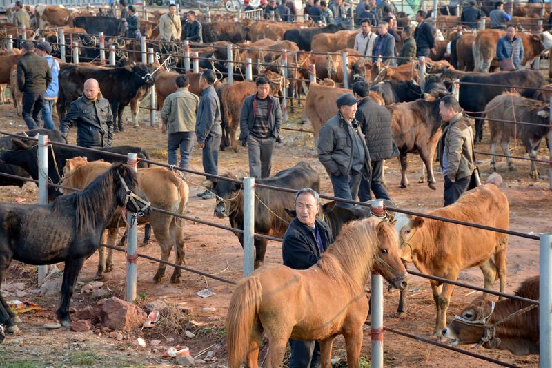 Indústria de carne da China sofre com alto custo da ração por crise de energia