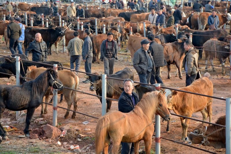 Indústria de carne da China sofre com alto custo da ração por crise de energia Indústria de carne da China sofre com alto custo da ração por crise de energia